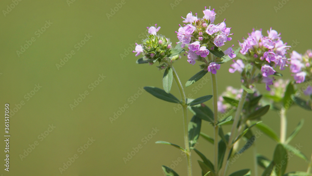 Wild thyme blooming, Thymus vulgaris
Wild thyme blooming, Thymus vulgaris