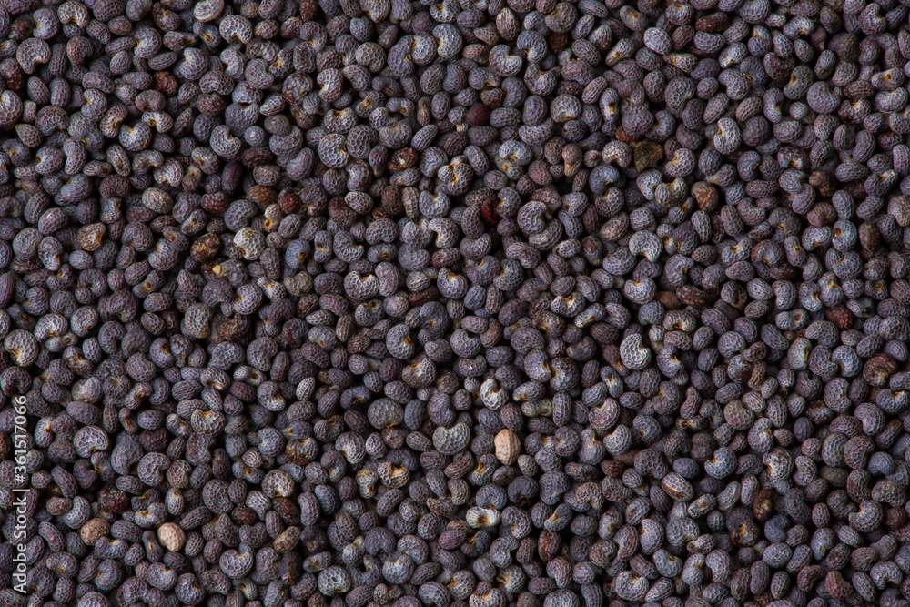 Poppy seeds as a background texture. Macro Poppy seeds as a background texture. Macro