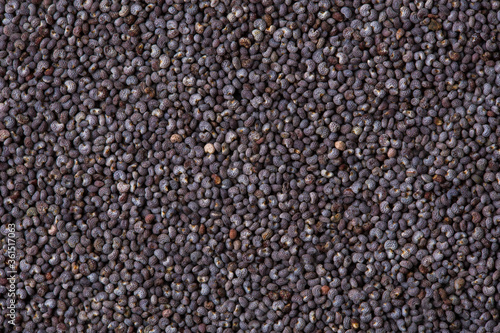 Poppy seeds as a background texture. Macro