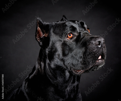 Black big dog of breed Cane Corso on a black background. Portrait of an animal in profile. © migfoto