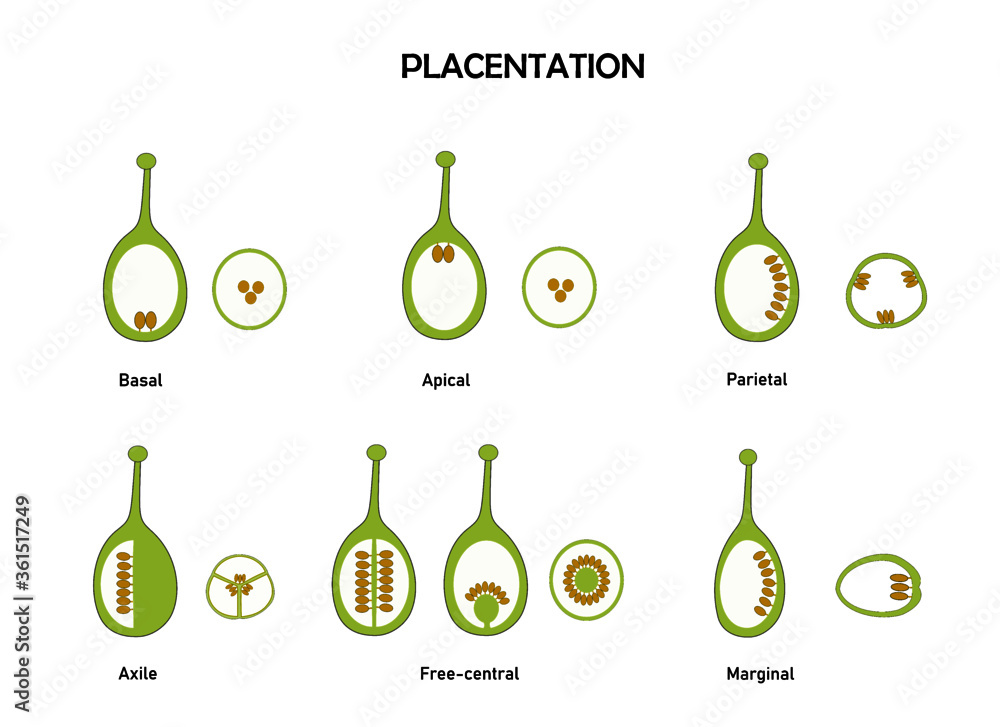Different type of ovary flower based on ovule position. part of flower