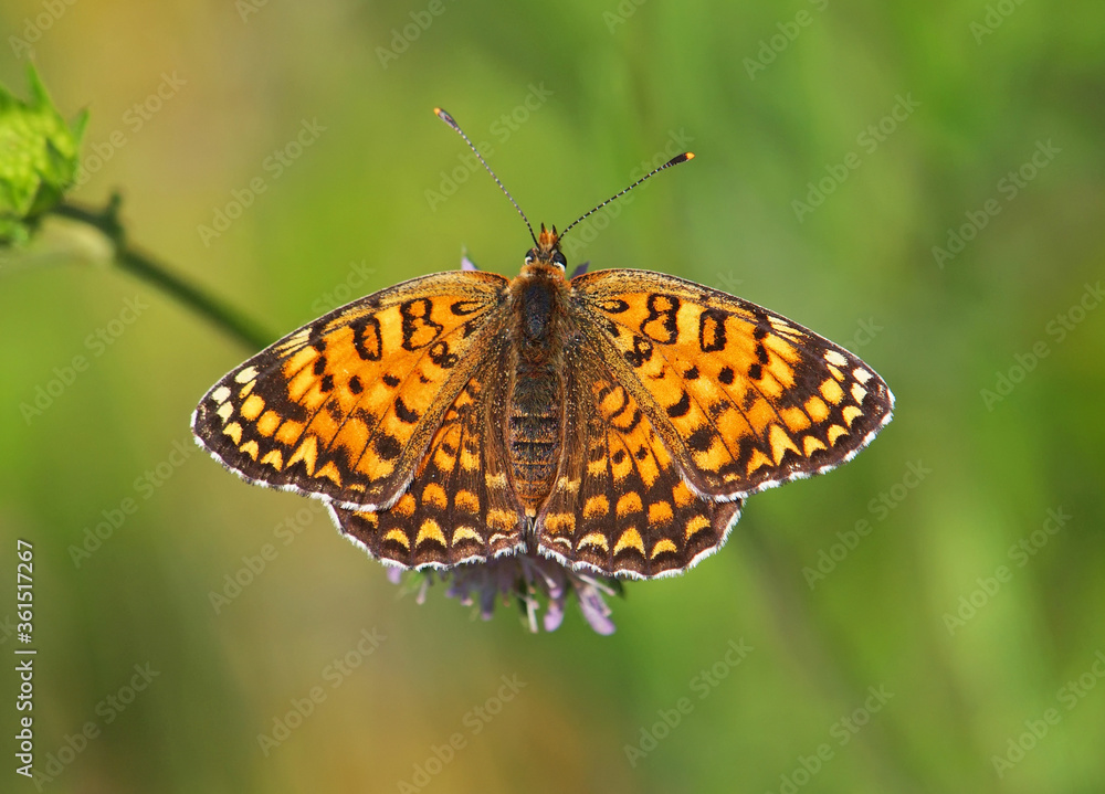 Knapweed fritillary butterfly, Melitaea phoebe, male Knapweed fritillary butterfly, Melitaea phoebe, male