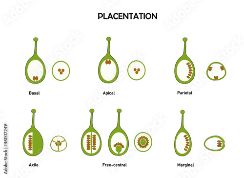 Different type of ovary flower based on ovule position. part of flower. 