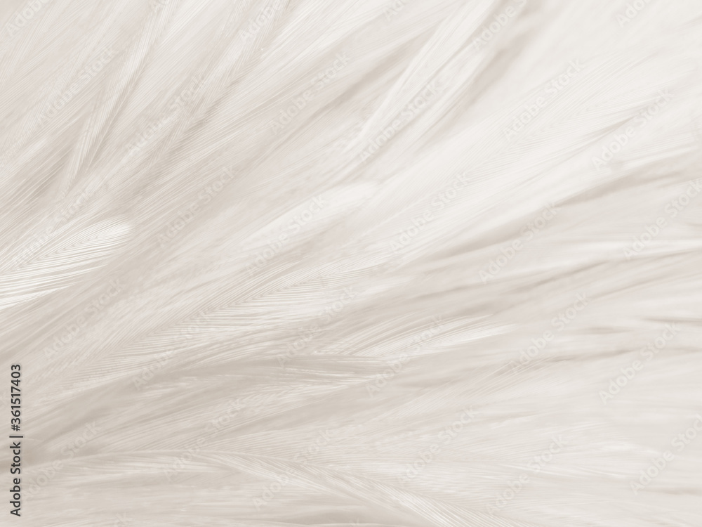 Obraz premium Beautiful abstract gray and white feathers on white background, soft brown feather texture on white pattern background, gray feather background