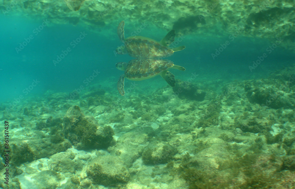 Naklejka premium sea turtle caribbean sea Curacao