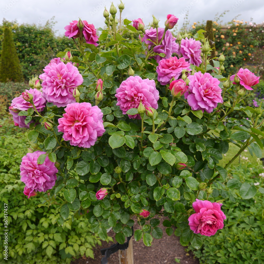 Pink Flowering PRINCESS ANNE rose bush
