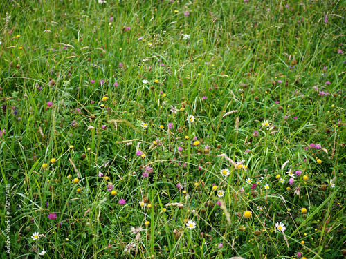 Campa con hierba y flores silvestres. Flora clima continental europeo.