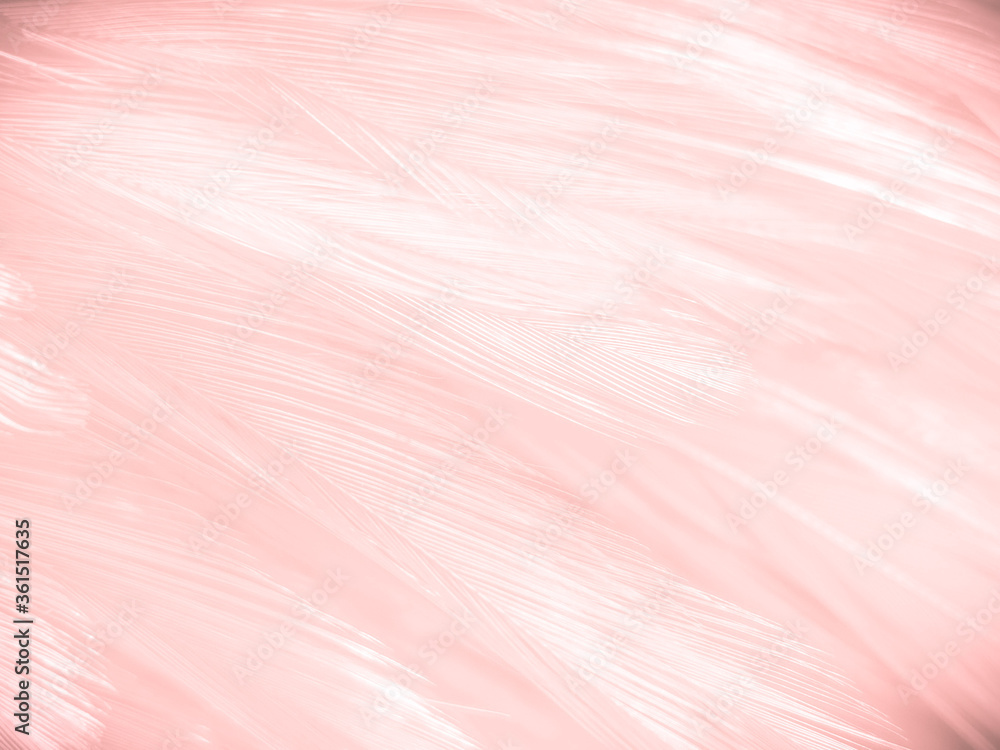 Beautiful abstract white and pink feathers on white background and soft white feather texture on pink pattern and pink background, feather background, pink banners Beautiful abstract white and pink feathers on white background and soft white feather texture on pink pattern and pink background, feather background, pink banners
