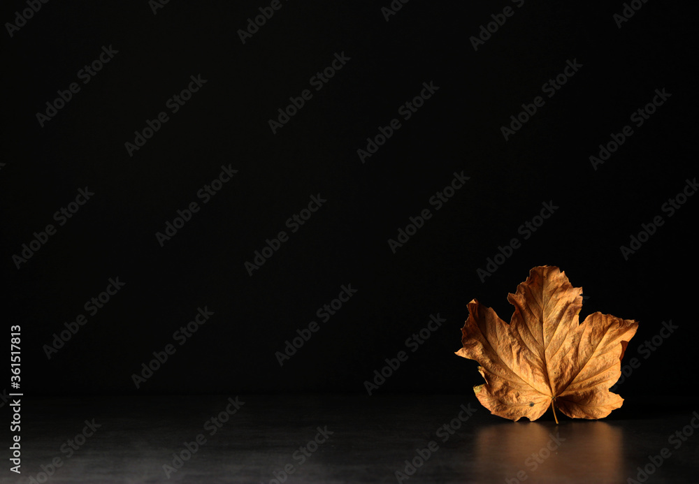 autumn maple leaf on black background with copy space