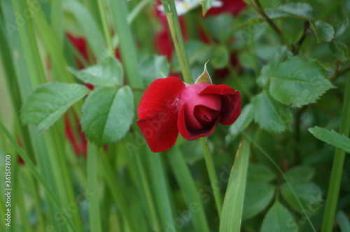 red rose flower in the park