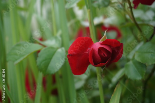 red rose flower in the park