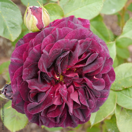 Purple Flowering MUNSTEAD WOOD rose photo