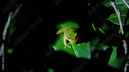 Variable Bush Frog vocal sac opening and Calling
(Raorchestes akroparallagi) photo