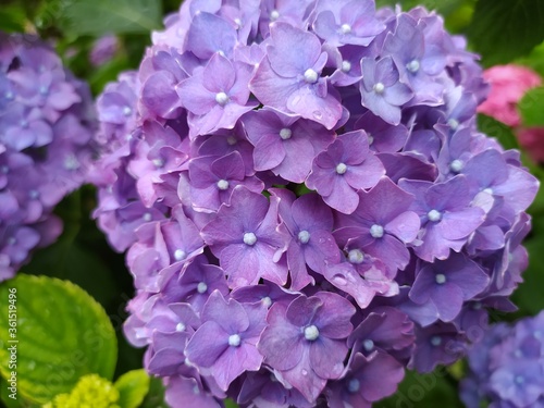 detail of hydrangeas with a thousand shades