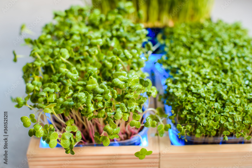 Fresh juicy green microgreens grow in trays. Fresh juicy green microgreens grow in trays.