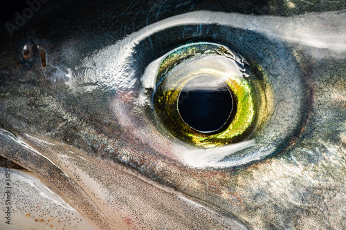 Eye Detail Australian Salmon, close up macro detail of fresh fish eye, golden and bright with catch light. Arripis trutta, Kahawai. photo