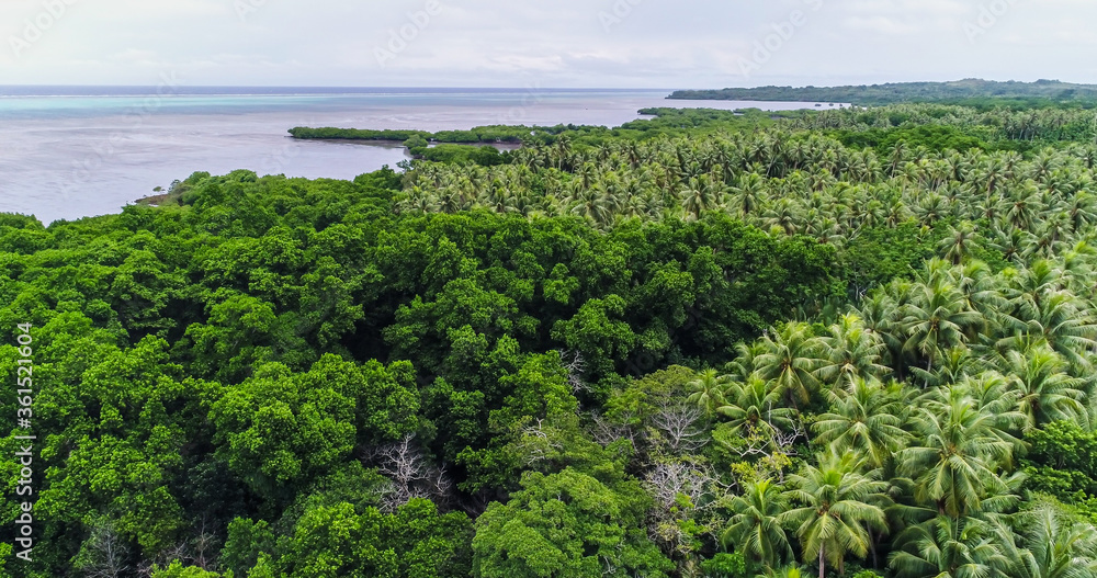 上空から見たココヤシの密林。ミクロネシア連邦共和国ヤップ島。ドローン撮影