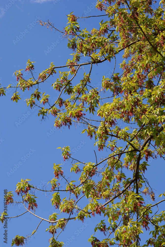 Box elder Acer negundo tree with winged seeds scenic Box elder Acer negundo tree with winged seeds scenic