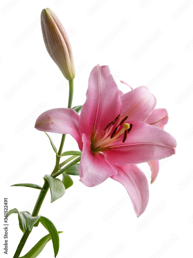 pretty pink flowers of lilies plants close up