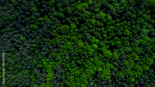 Pine Tree Woodland Aerial Drone View