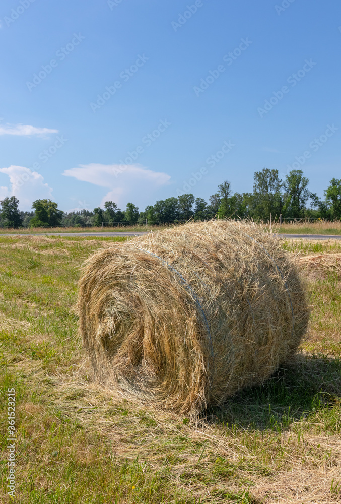 Landscape with a mowed grass meadow with hay rollers on a sunny summer day. One hay bale in the foreground. Latvia. Harvesting of feed for agricultural livestock