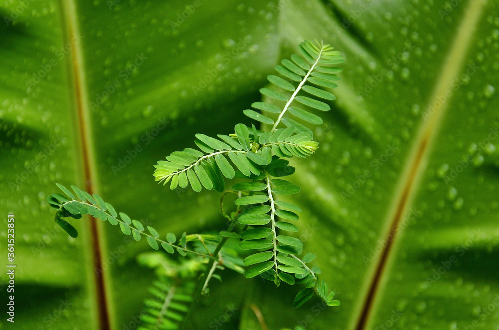 Fototapeta premium Macro image of leaves
