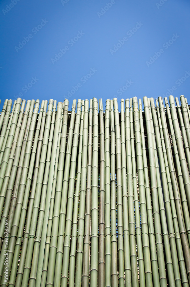 bamboo tree wall and blue sky Stock Photo Adobe Stock