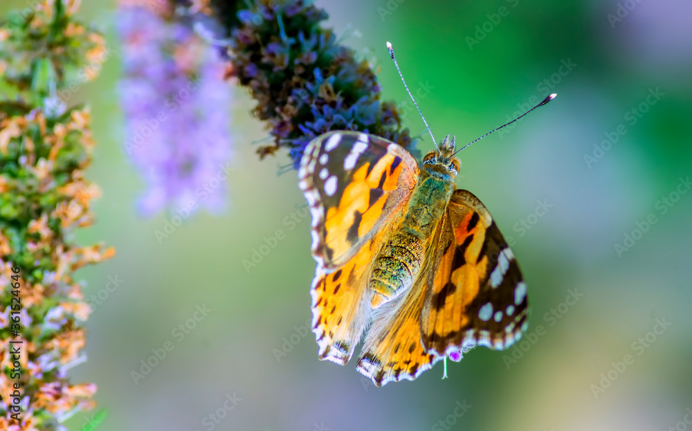 Obraz premium Tortoiseshell (Aglais urticae) is a colorful butterfly belonging to the family Nymphalidae