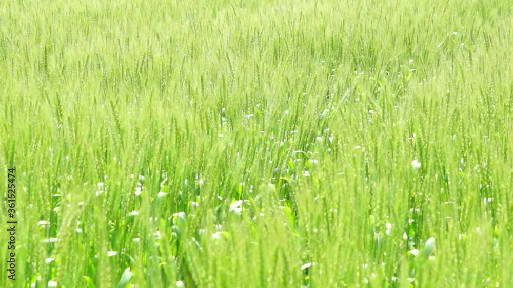 風に揺れる麦畑 風に揺れる麦畑