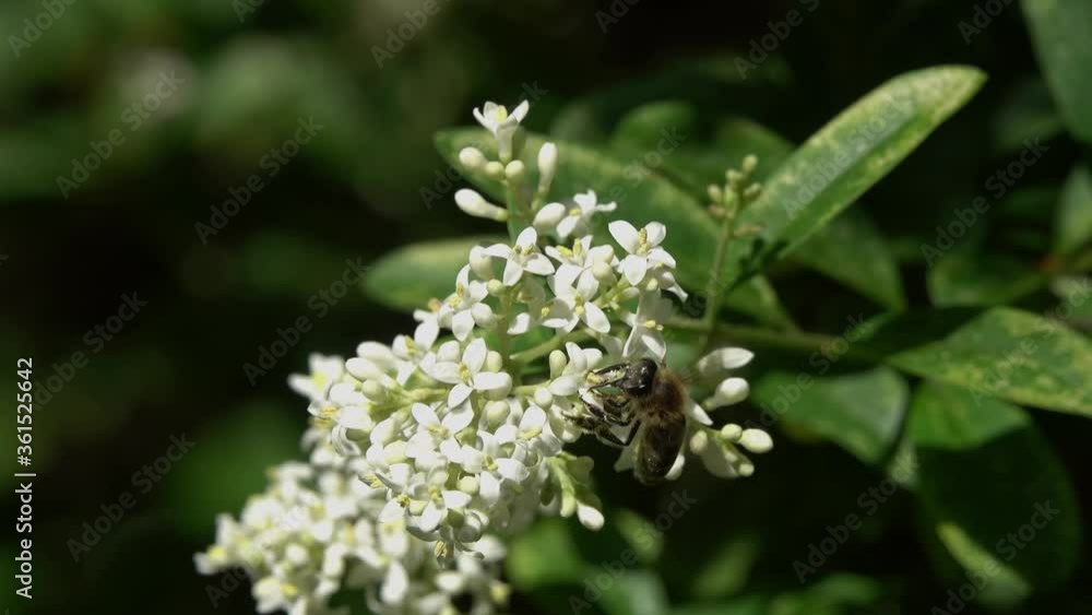 Bee collects nectar on the white flowers of Hungarian Lilac (Syringa josikaea) Bee collects nectar on the white flowers of Hungarian Lilac (Syringa josikaea)