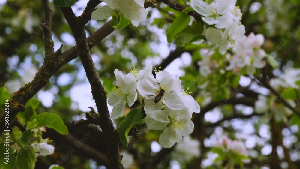 Bee on the Blossom apple in close-ups Bee on the Blossom apple in close-ups