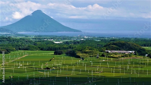 Kagoshima Chiran tea plantation field landscape with Kaimondake mountain in the background. Kyushu, Kagoshima, Japan