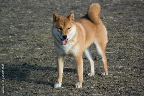Shiba Inu at dog park