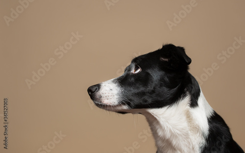 isolated black and white border collie close up profile head shot portrait in the studio on a beige brown background paper looking to the left side