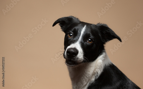 isolated black and white border collie close up head shot portrait in the studio on a beige brown background paper looking at the camera