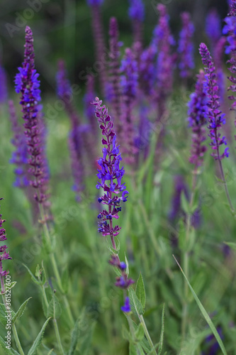 Close-up of purple flowers in the garden