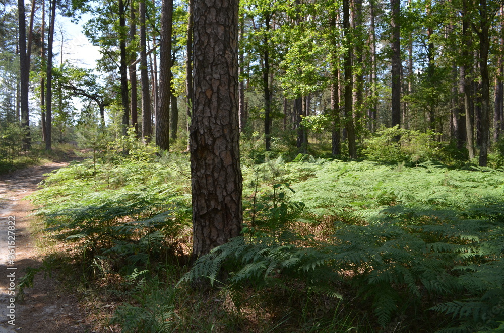 Fototapeta premium fern more fern