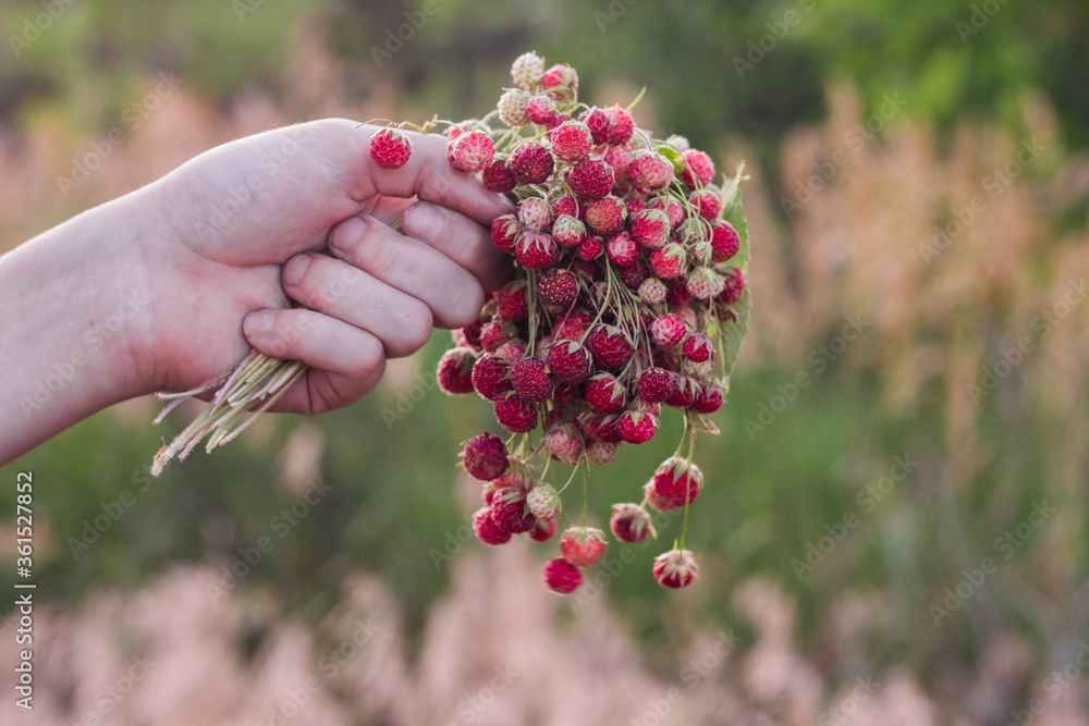 A bouquet of fresh wild strawberries in hand A bouquet of fresh wild strawberries in hand