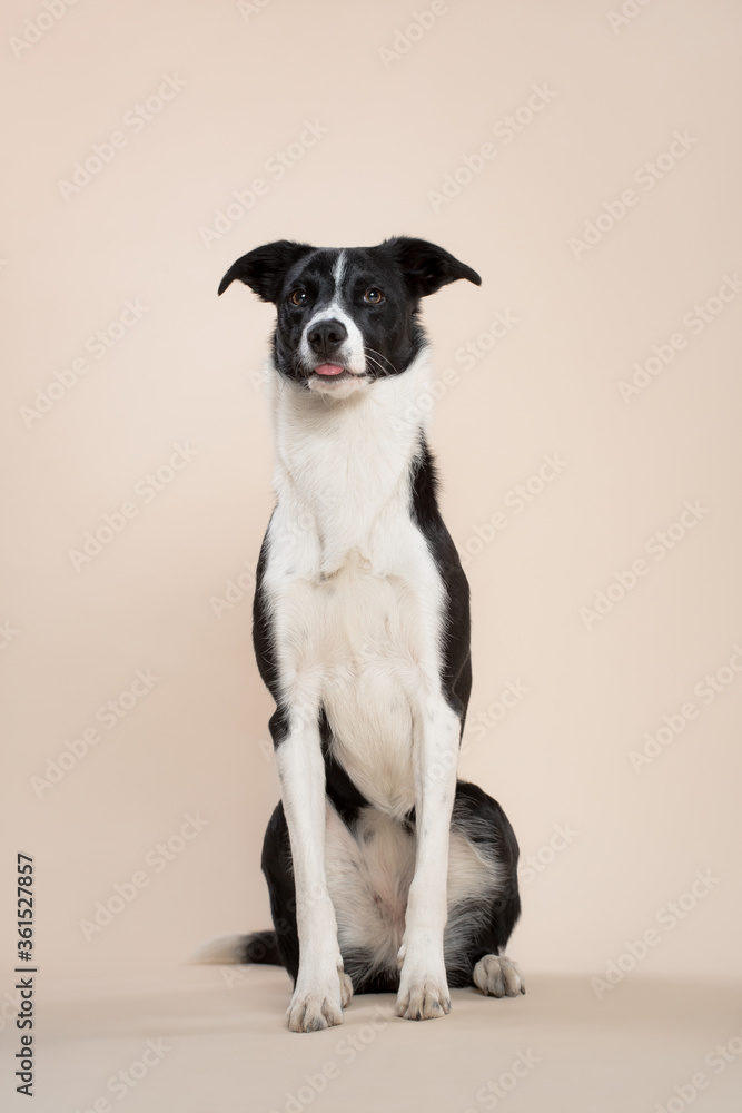 isolated black and white border collie sitting with her tongue out in the studio on a beige light brown background paper