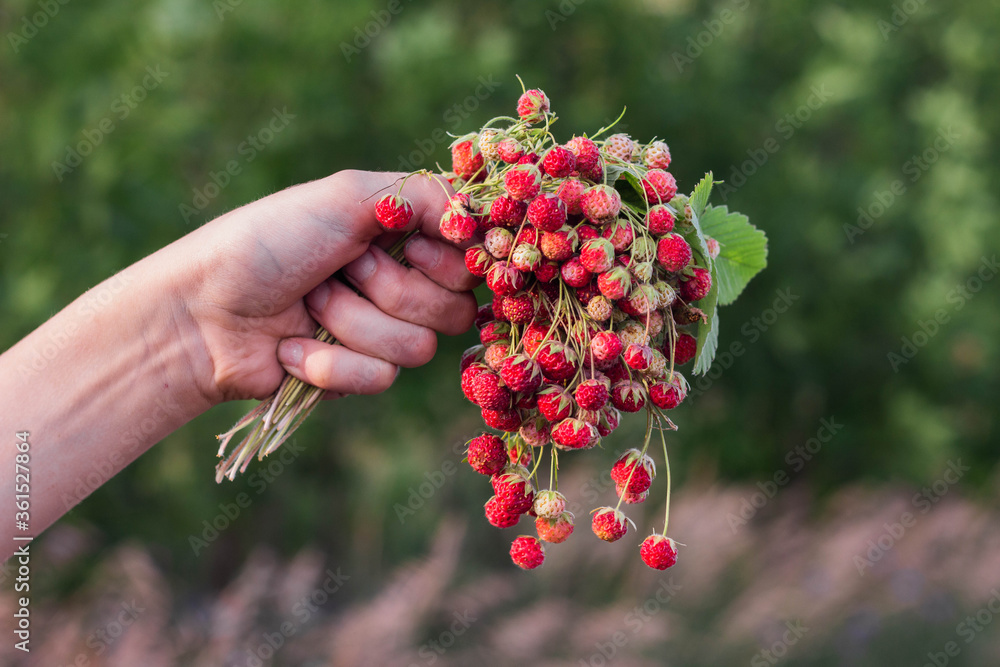 A bouquet of fresh wild strawberries in hand