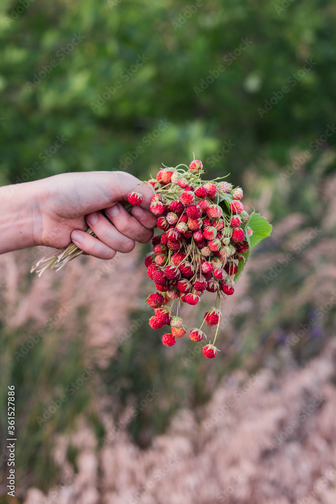 A bouquet of fresh wild strawberries in hand