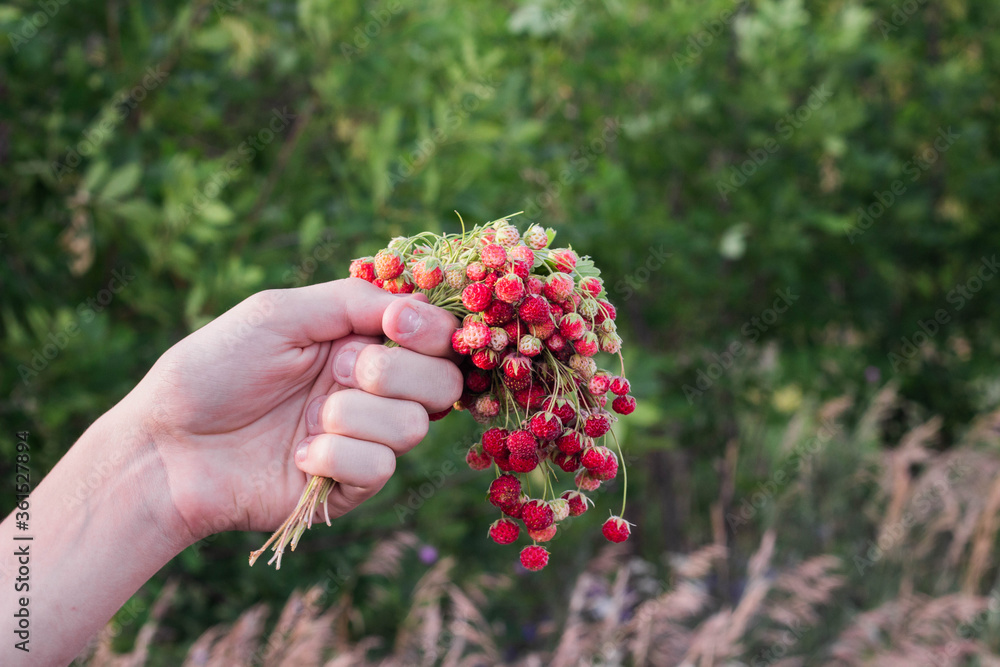 A bouquet of fresh wild strawberries in hand A bouquet of fresh wild strawberries in hand