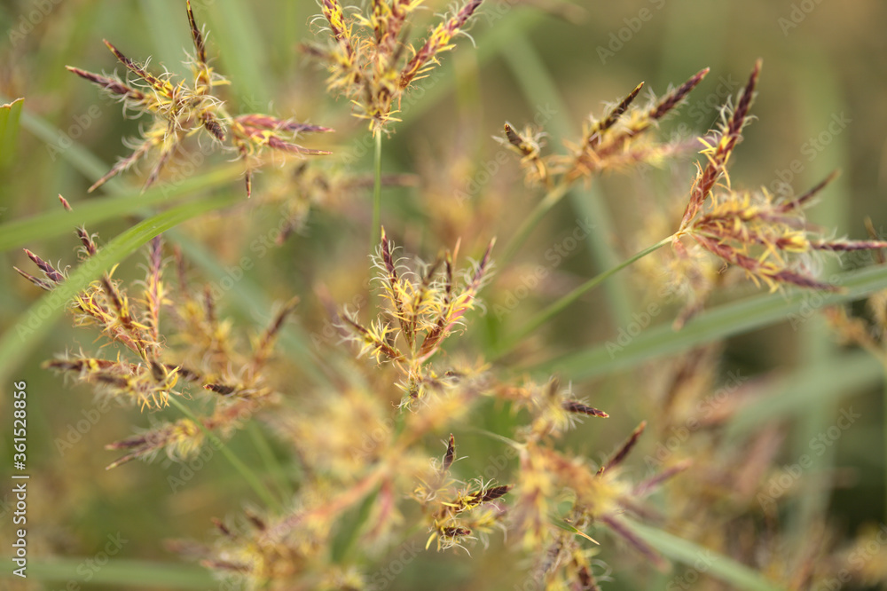 Macro floral background with sedge grasses Macro floral background with sedge grasses