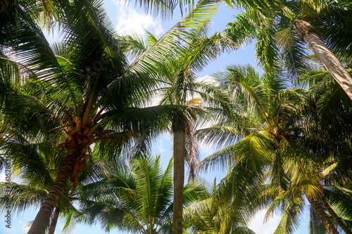 Large green branches on coconut trees against the sky