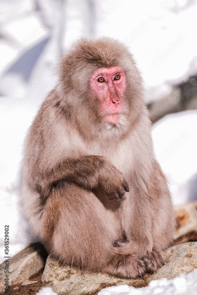 Snow monkeys, which seem to be the oldest in the group, looking at tourists, Jigokudani Monkey Park in Japan.