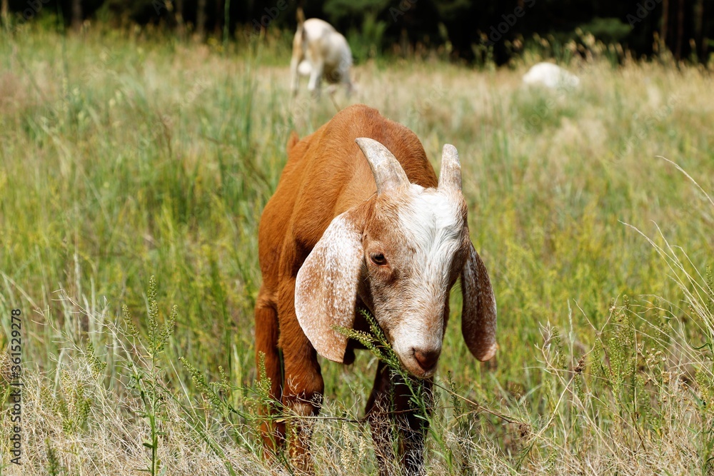 Obraz premium Goat Pthrava Autumn Summer Eats a Baby Goat
