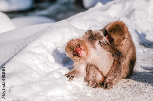 Monkey is looking for a tick on his friend, Jigokudani Monkey Park in Japan.