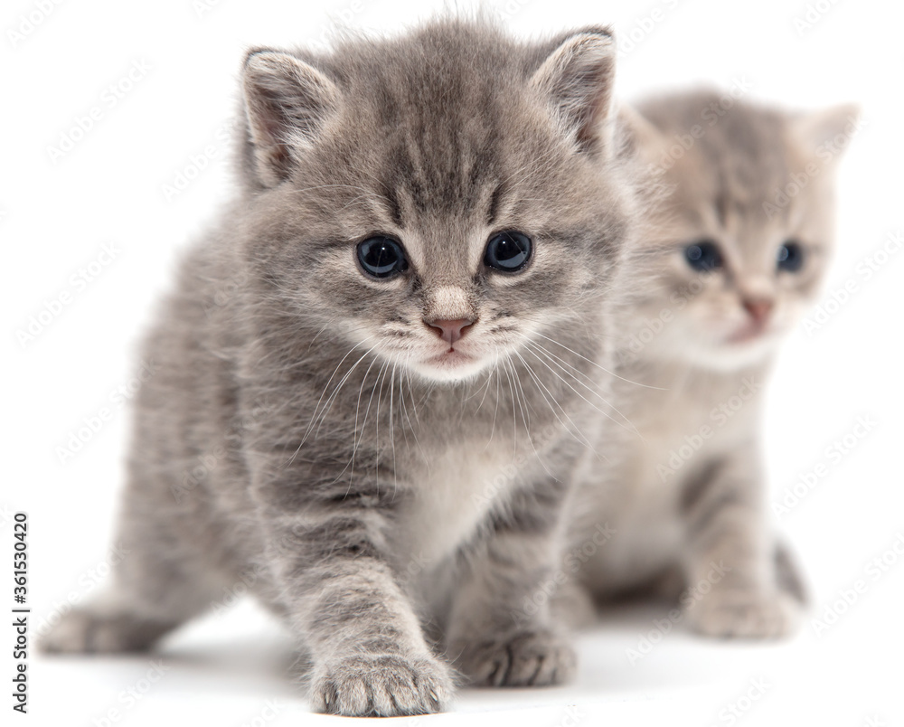 Portrait of two little kitten isolated on a white Portrait of two little kitten isolated on a white