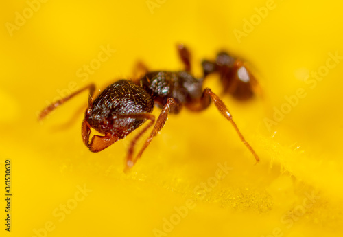 Closeup of an ant on a yellow flower on nature. © schankz