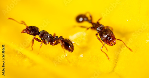 Closeup of an ant on a yellow flower on nature. © schankz